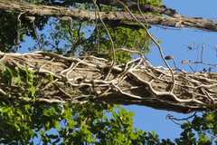 Scindapsus officinalis